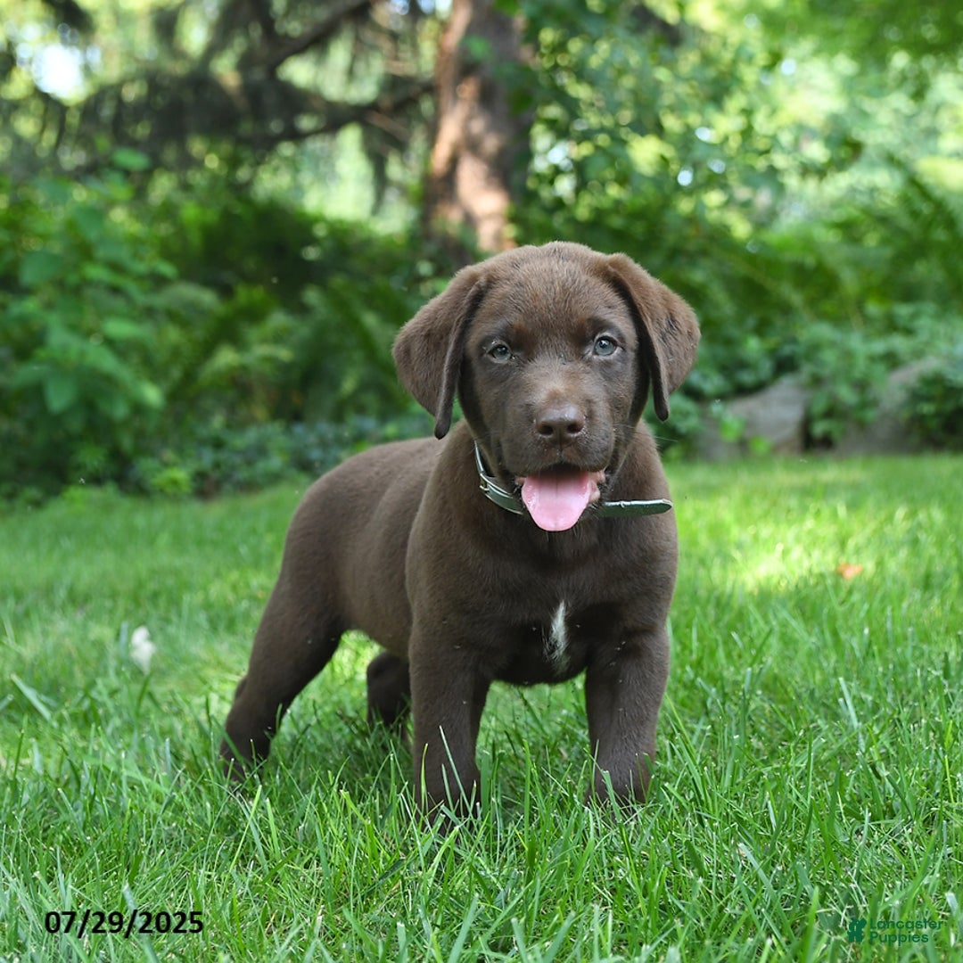 Labrador Retriever dogs for sale: Morris - Image 4