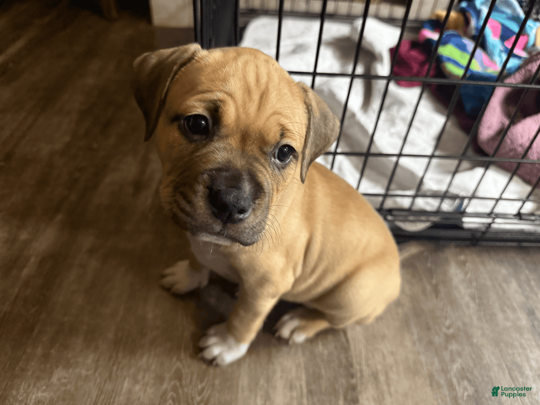 American Pit Bull Terrier dogs for sale: Pincess - Image 21