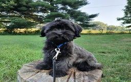Shihpoo dogs for sale: Cheyenne - Image 7