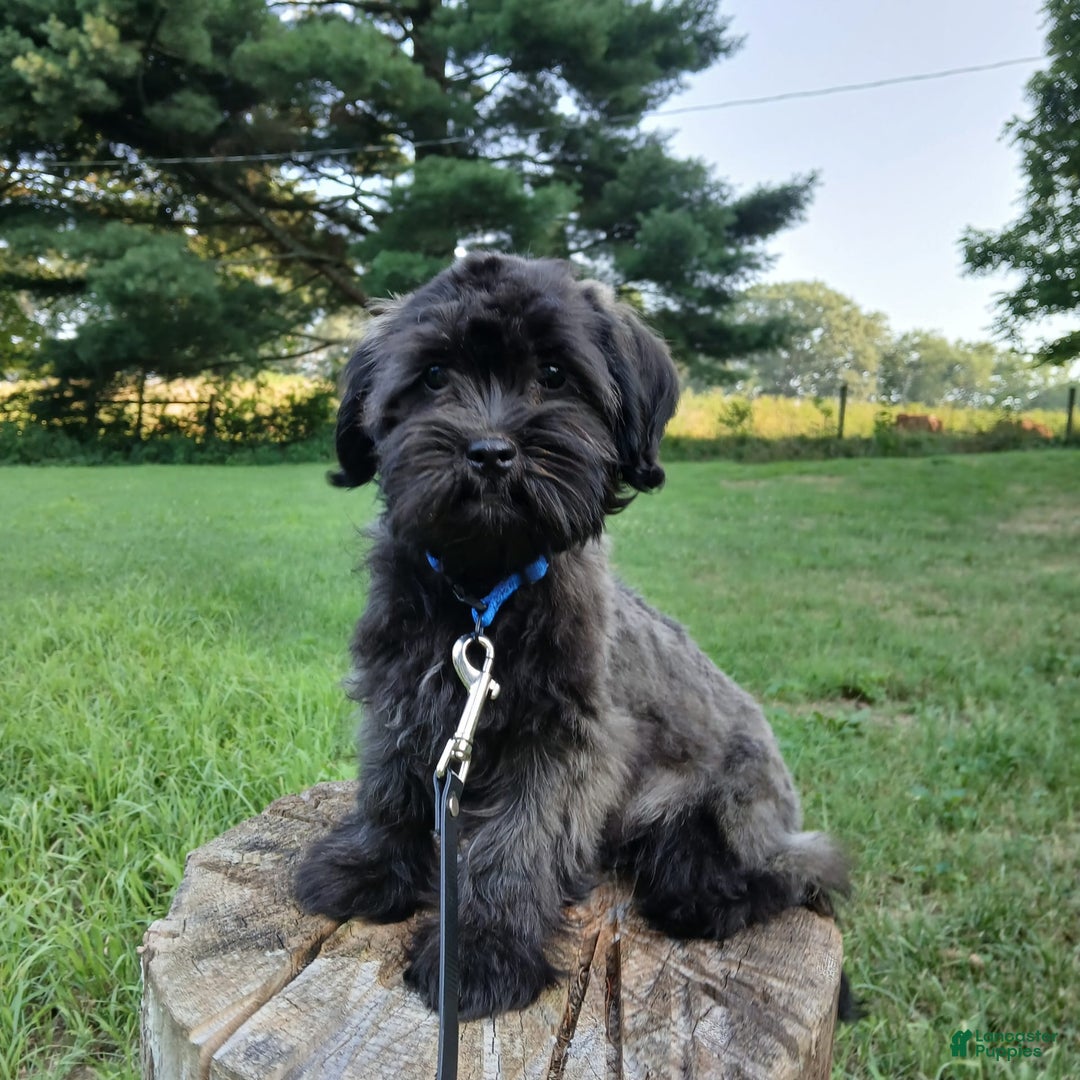 Shihpoo dogs for sale: Cheyenne - Image 7