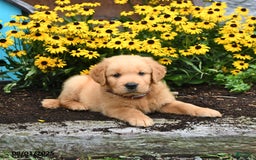 Golden Retriever dogs for sale: Franklin - Image 2