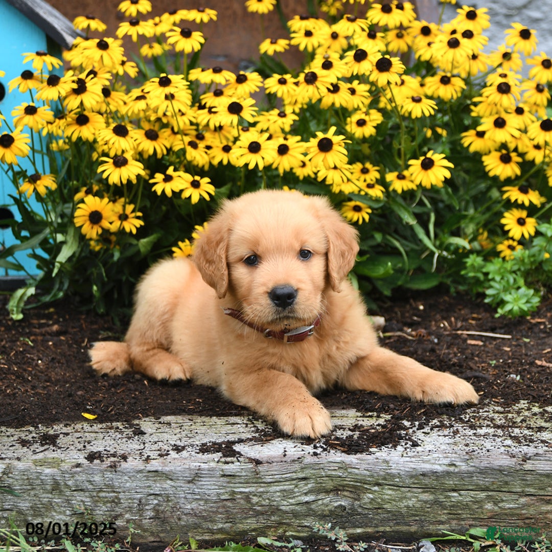 Golden Retriever dogs for sale: Franklin - Image 2