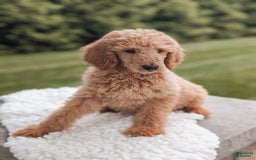 Miniature Poodle dogs for sale: Crew - Image 3