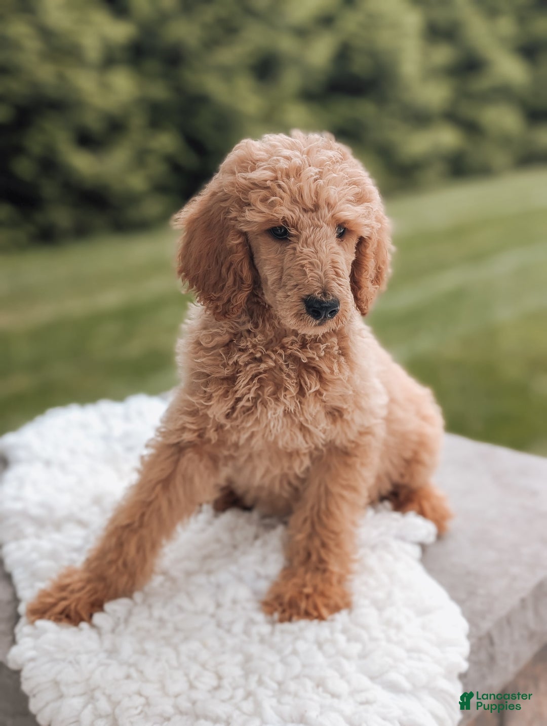 Miniature Poodle dogs for sale: Crew - Image 3