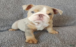 English Bulldog dogs for sale: Ollie - Image 16