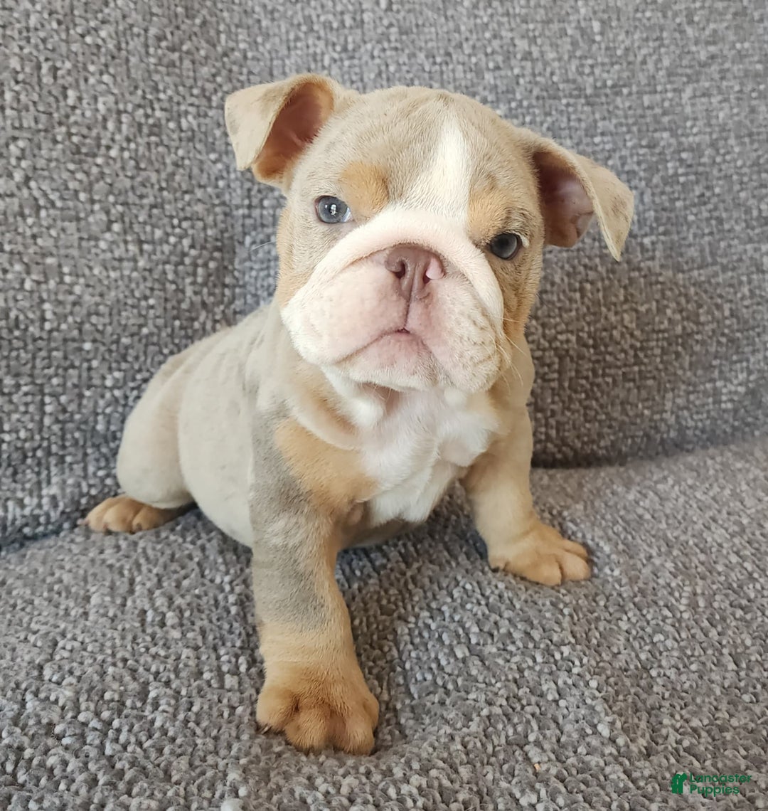 English Bulldog dogs for sale: Ollie - Image 16