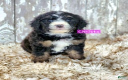 Bernedoodle dogs for sale: Christa - Image 5