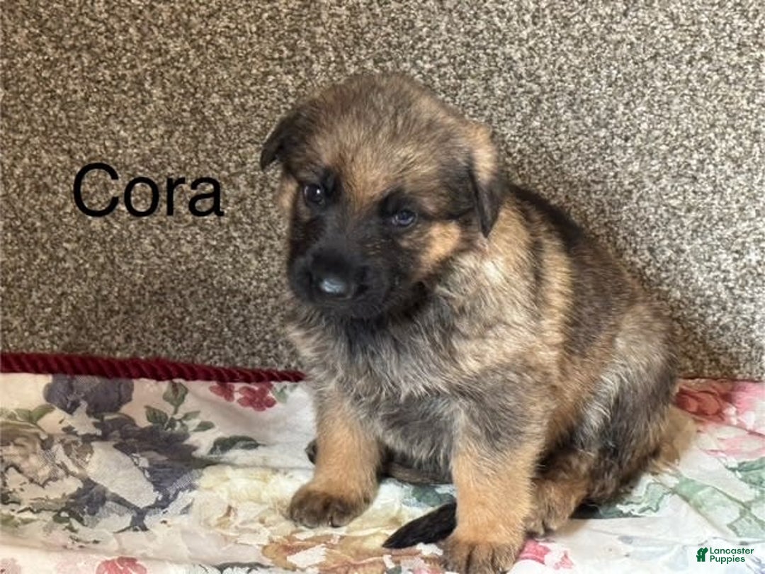 German Shepherd dogs for sale: Cora - Image 2