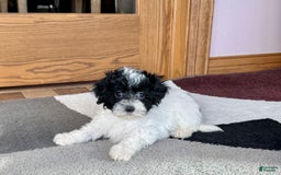 Havapoo dogs for sale: Norm - Image 2