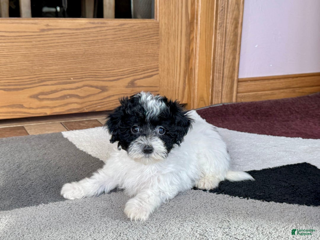 Havapoo dogs for sale: Norm - Image 2