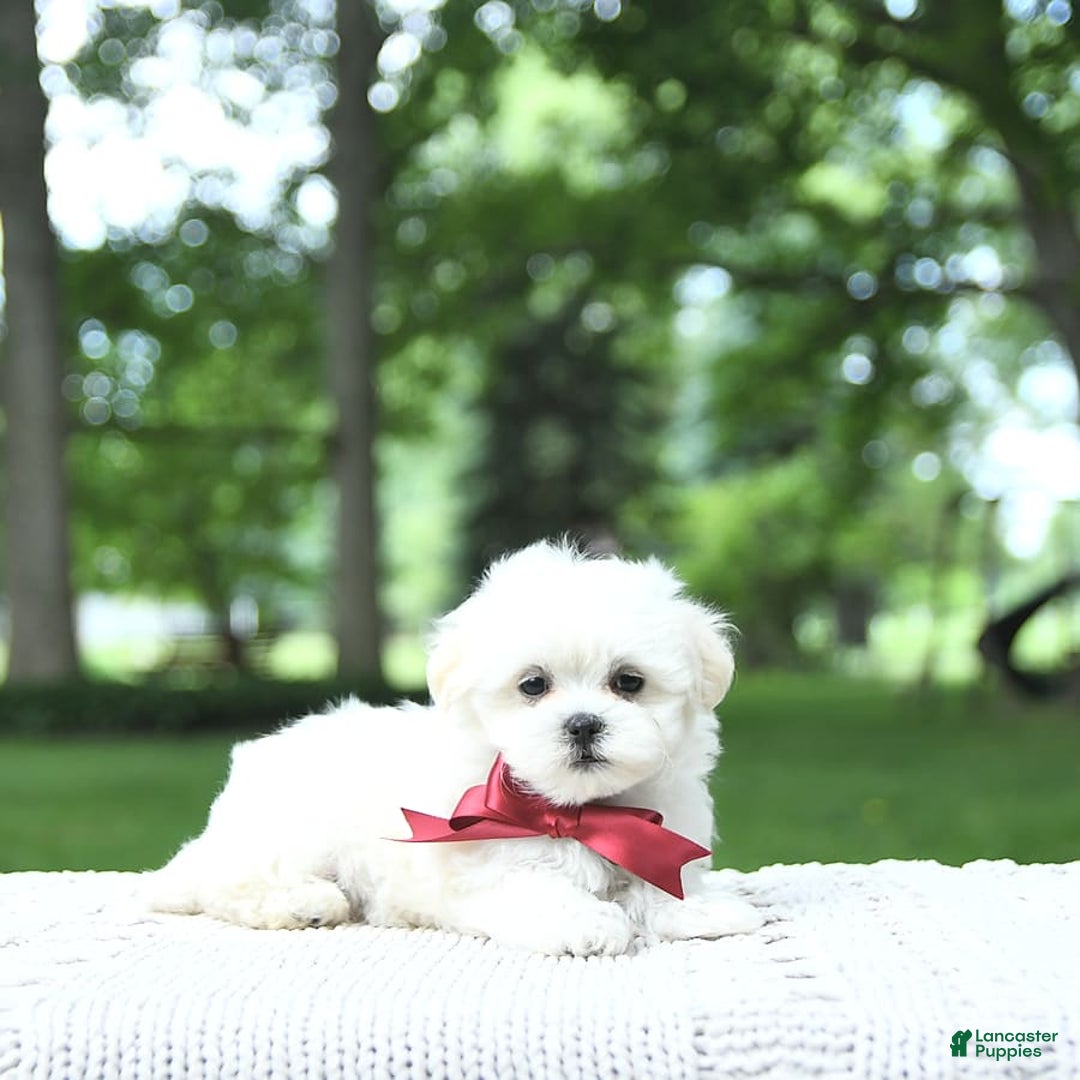 Maltese dogs for sale: Kash - Image 10