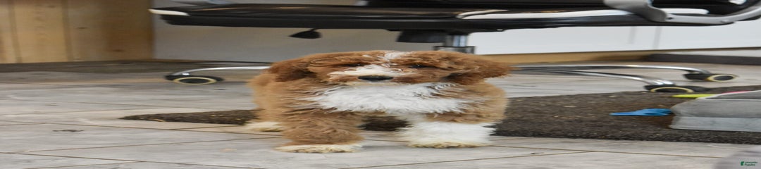 Stella