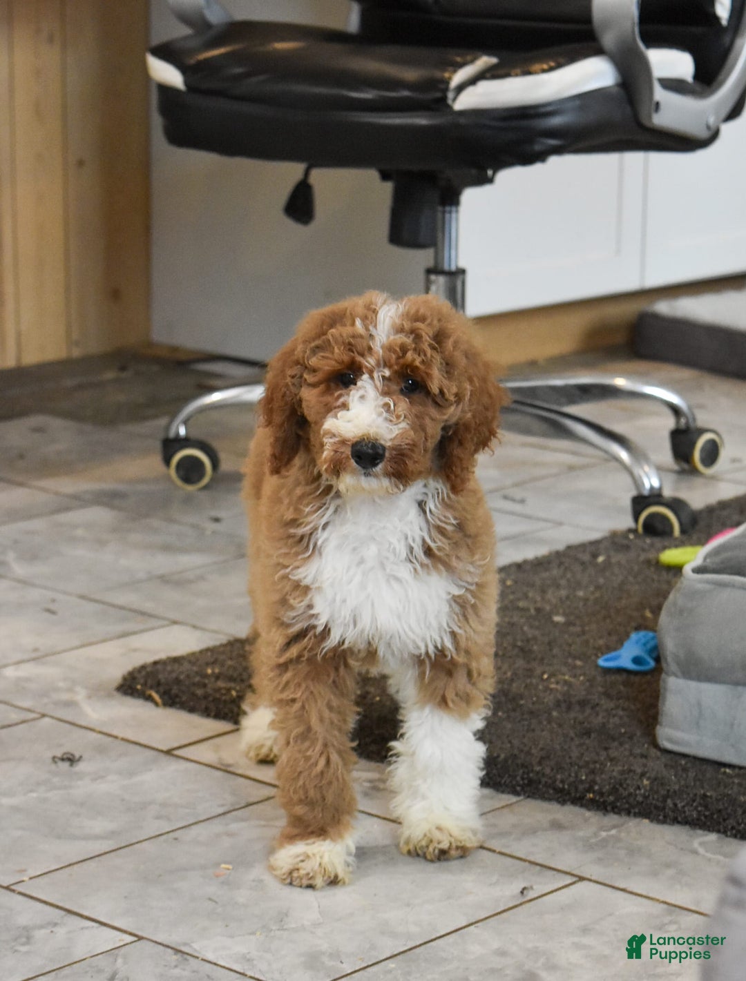 Goldendoodle dogs for sale: Stella - Image 1