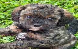 Cockapoo dogs for sale: Buster - Image 8