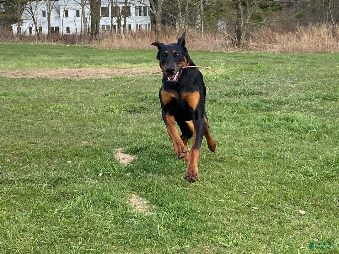 Doberman Pinscher dogs for sale: ATLAS - Image 6