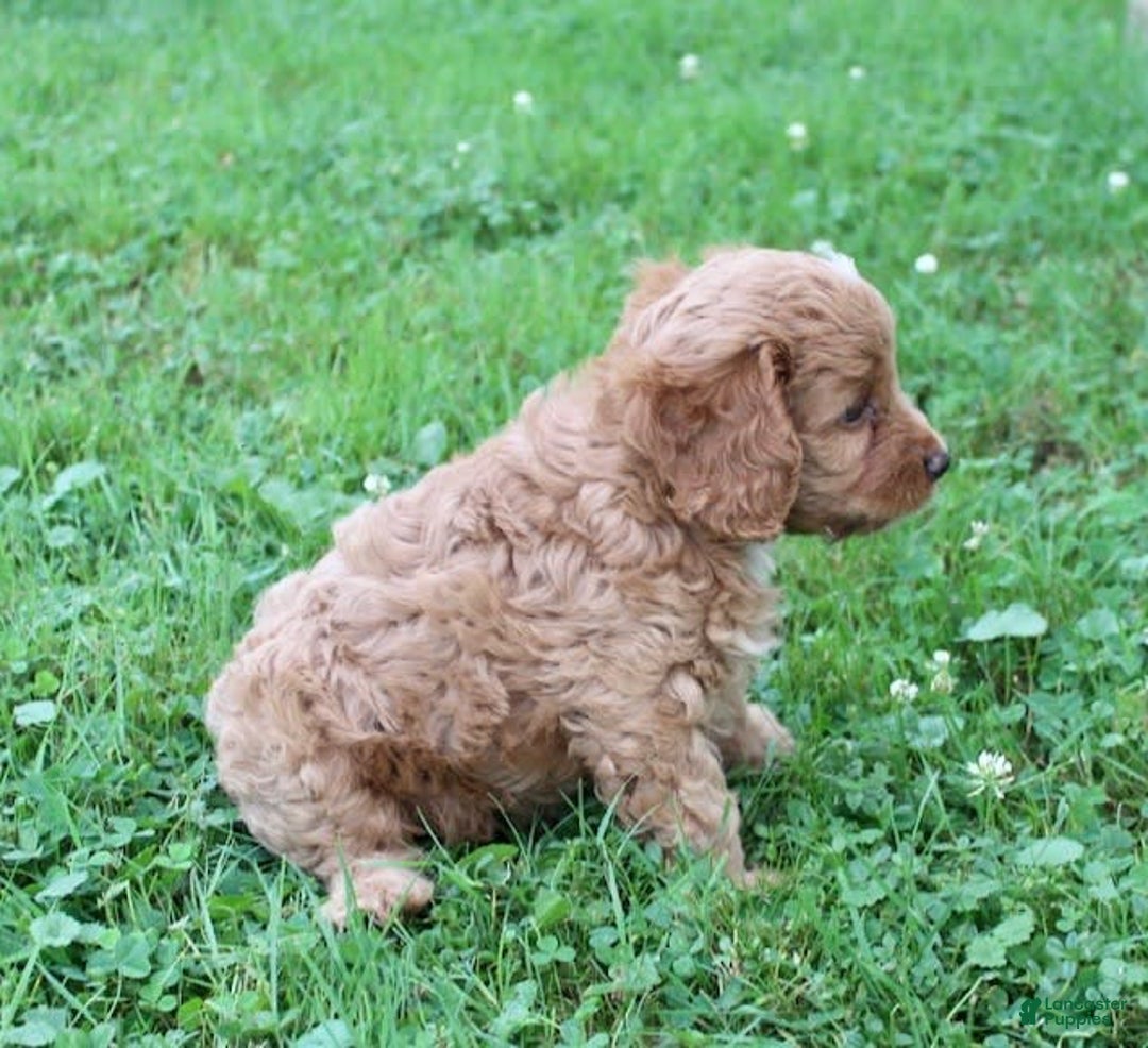 Cavapoo dogs for sale: Olive - Image 4