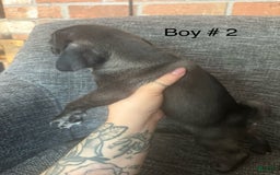 Pug dogs for sale: Hank - Image 4