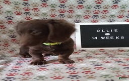 Miniature Dachshund dogs for sale: Ollie - Image 3
