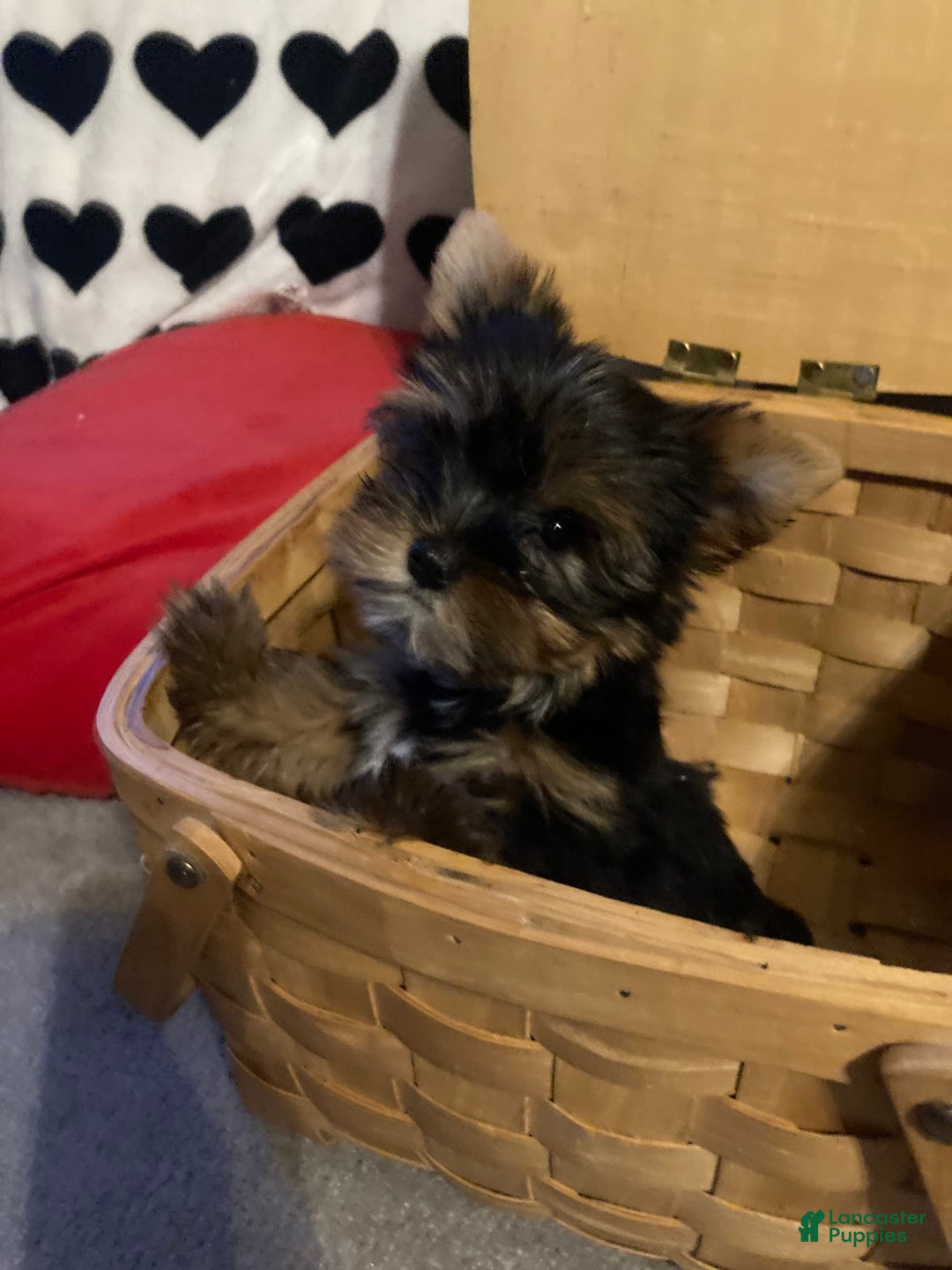 Yorkshire Terrier dogs for sale: Benson - Image 1
