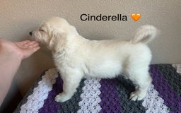 Golden Retriever dogs for sale: Cinderella - Image 1