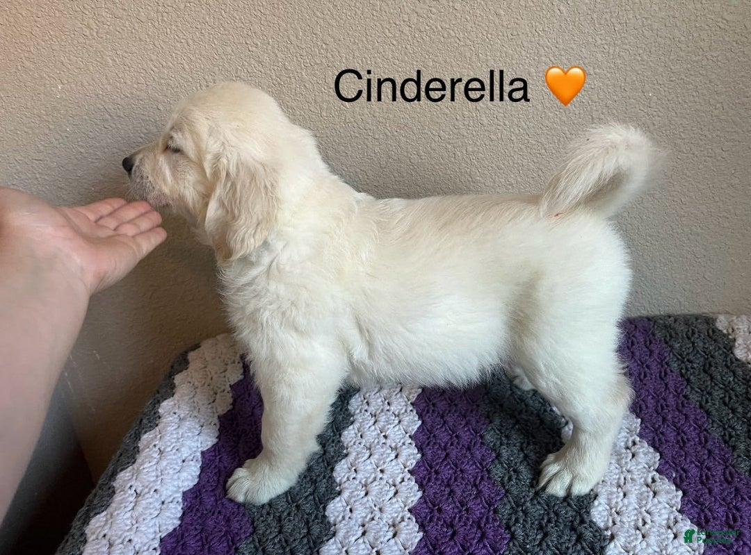 Golden Retriever dogs for sale: Cinderella - Image 1