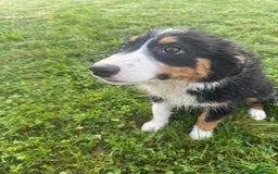 Australian Shepherd dogs for sale: Ahsoko - Image 20