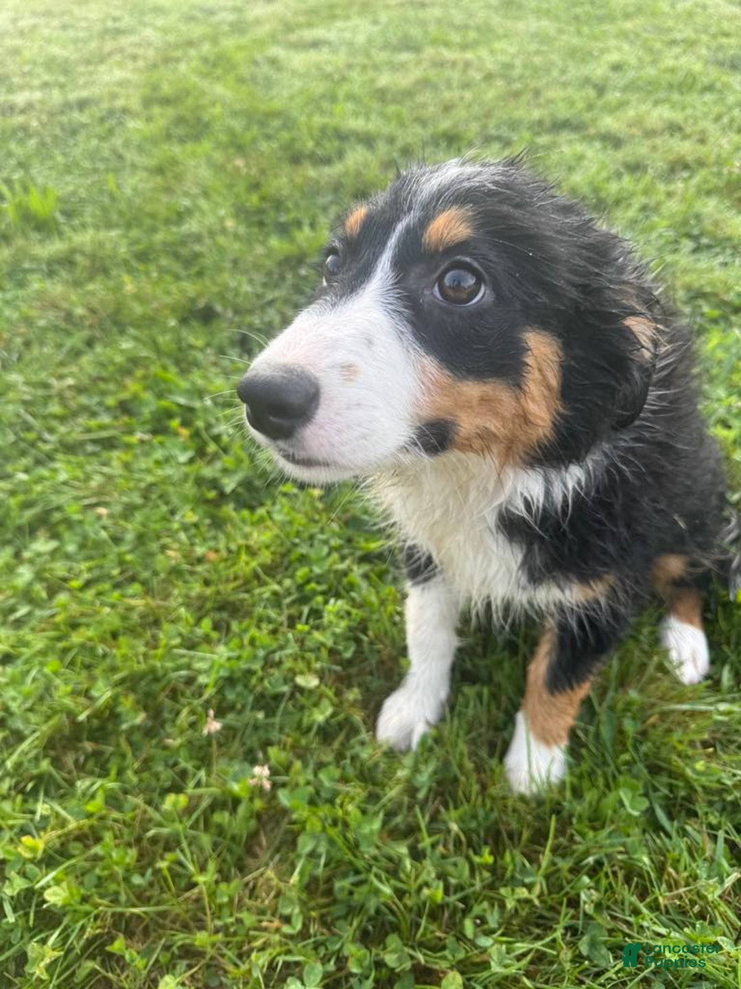 Australian Shepherd dogs for sale: Ahsoko - Image 20