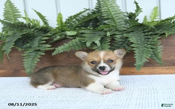Welsh Corgi Pembroke dogs for sale: Macy - Image 1