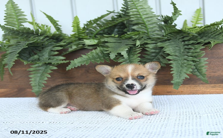 Welsh Corgi Pembroke dogs for sale - Ad 5