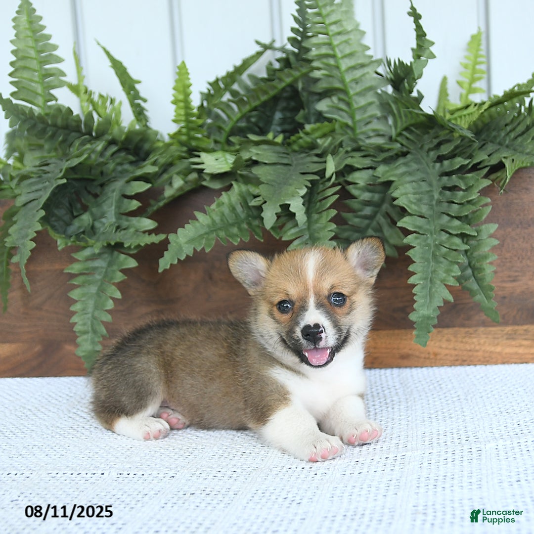 Welsh Corgi Pembroke dogs for sale: Macy - Image 1