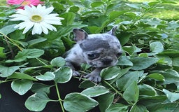 French Bulldog dogs for sale: Midget - Image 4