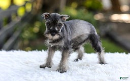 Miniature Schnauzer dogs for sale: Angel - Image 2