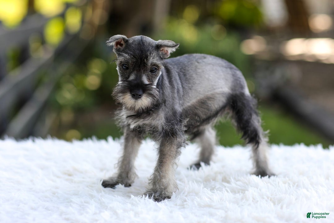 Miniature Schnauzer dogs for sale: Angel - Image 2