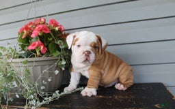 English Bulldog dogs for sale: Rippley - Image 7