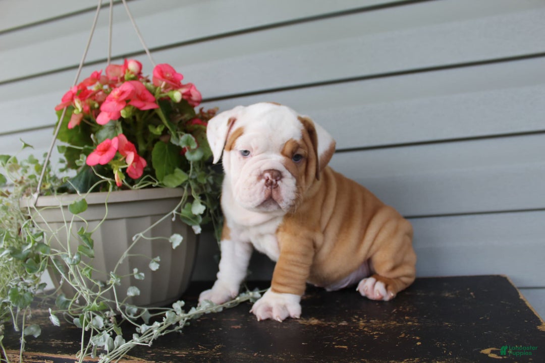 English Bulldog dogs for sale: Rippley - Image 7