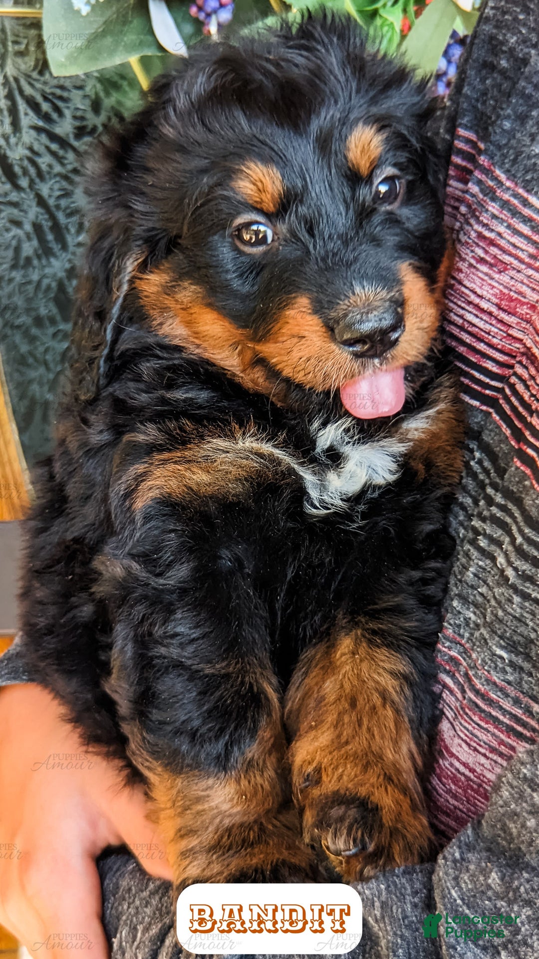 Bernedoodle dogs for sale: Bandit - Image 7