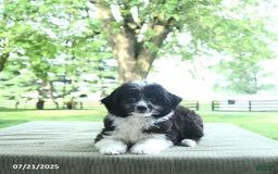 Mini Aussiedoodle dogs for sale: Walker - Image 3
