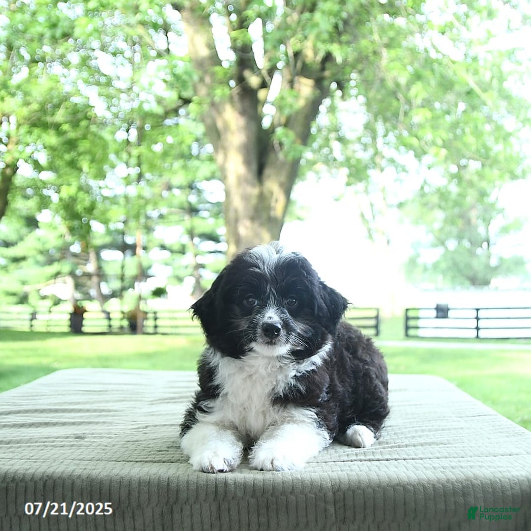 Mini Aussiedoodle dogs for sale: Walker - Image 3