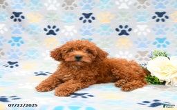 Cockapoo dogs for sale: Daisy - Image 6