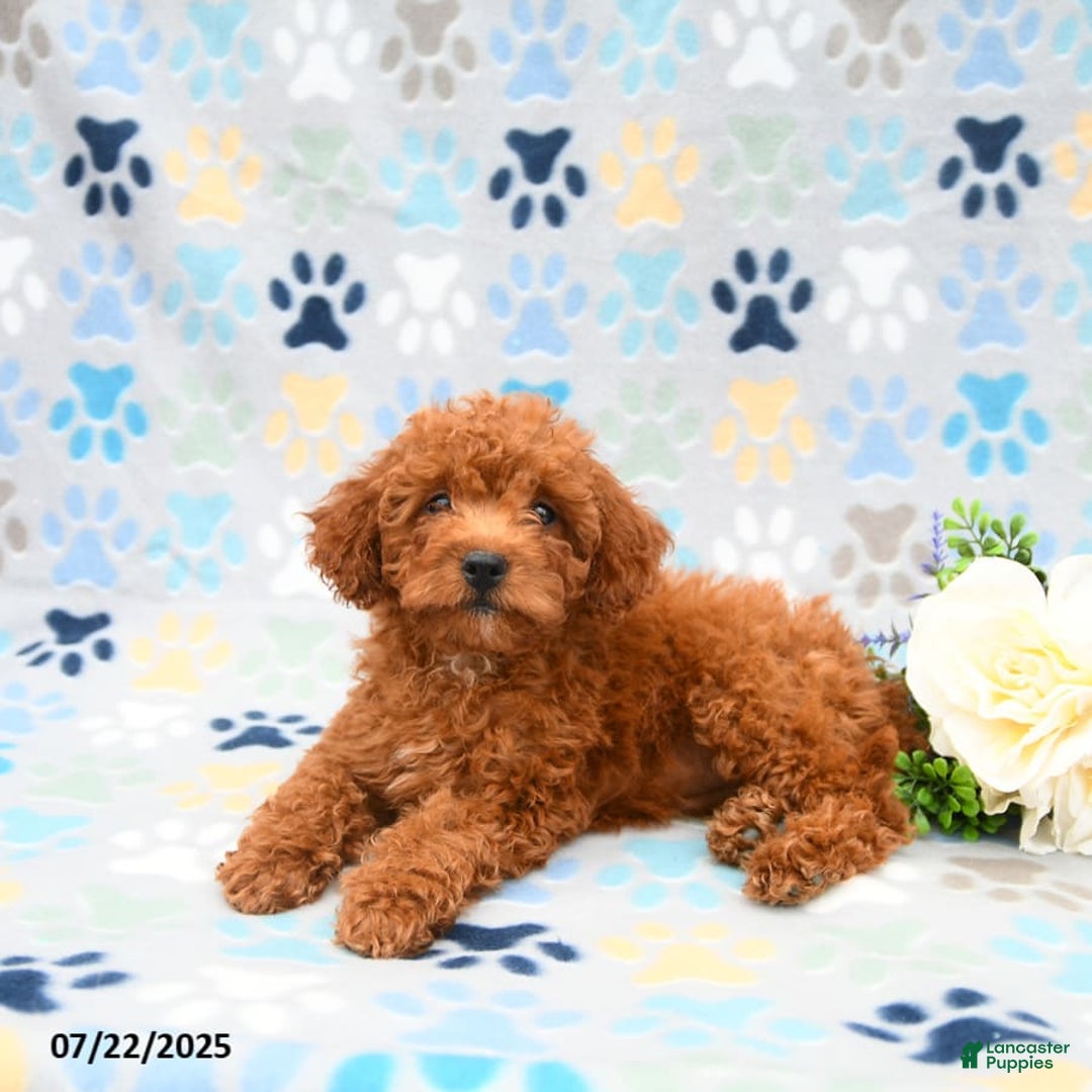 Cockapoo dogs for sale: Daisy - Image 6