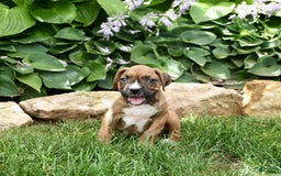 Boxer dogs for sale: Dallas - Image 3