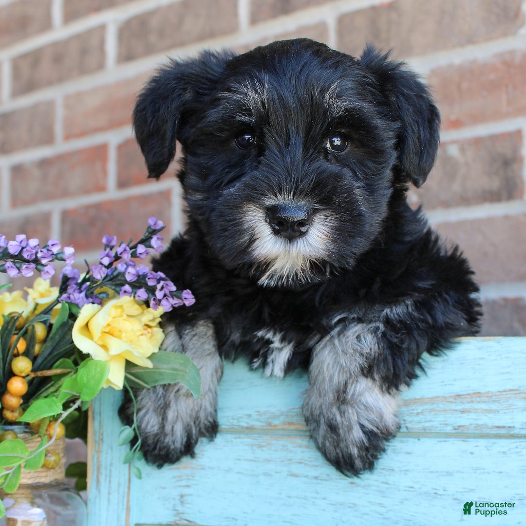 Miniature Schnauzer dogs for sale: Molly - Image 5