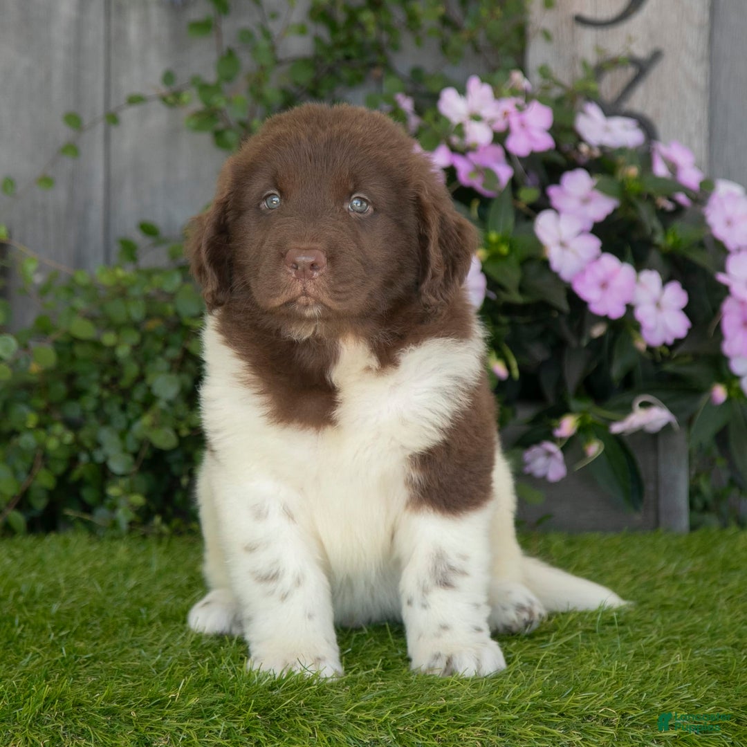 Newfoundland dogs for sale: Walter - Image 2