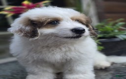 Mini Bernedoodle dogs for sale: Bubba - Image 3