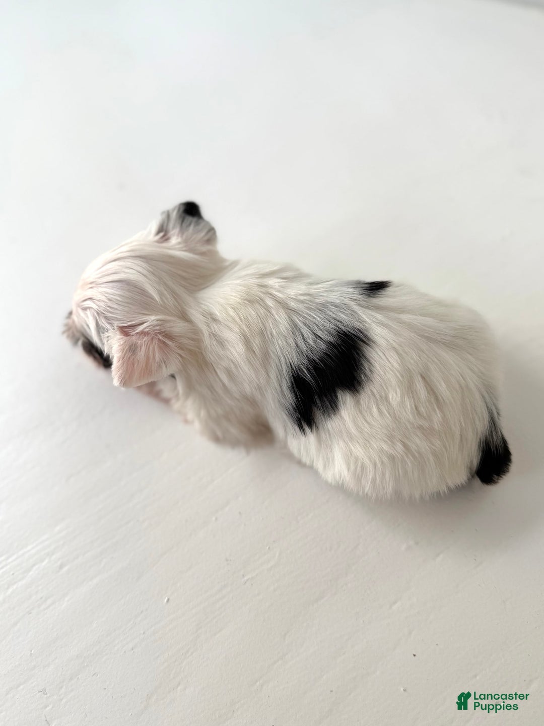 Yorkshire Terrier dogs for sale: Daniel - Image 2