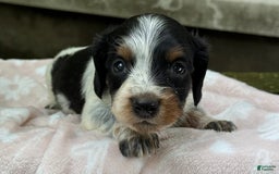 Miniature Dachshund dogs for sale: Dasher - Image 2