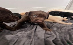 Labrador Retriever dogs for sale: Bear - Image 1