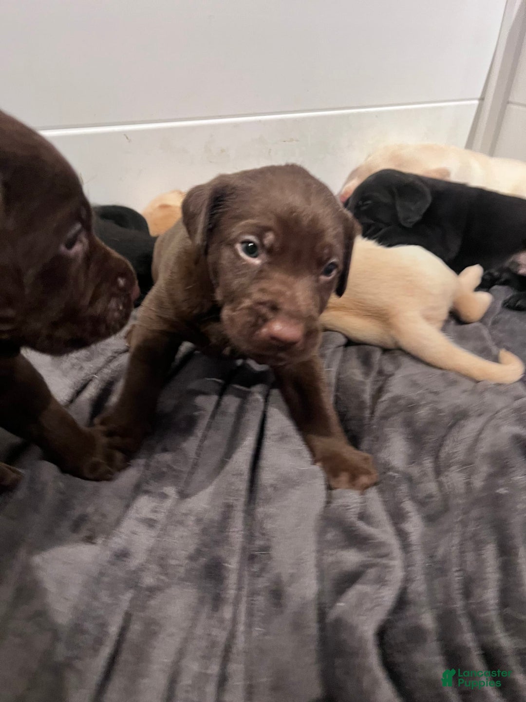Labrador Retriever dogs for sale: Bear - Image 1