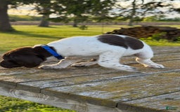 German Shorthaired Pointer dogs for sale: Blue Collar - Image 3