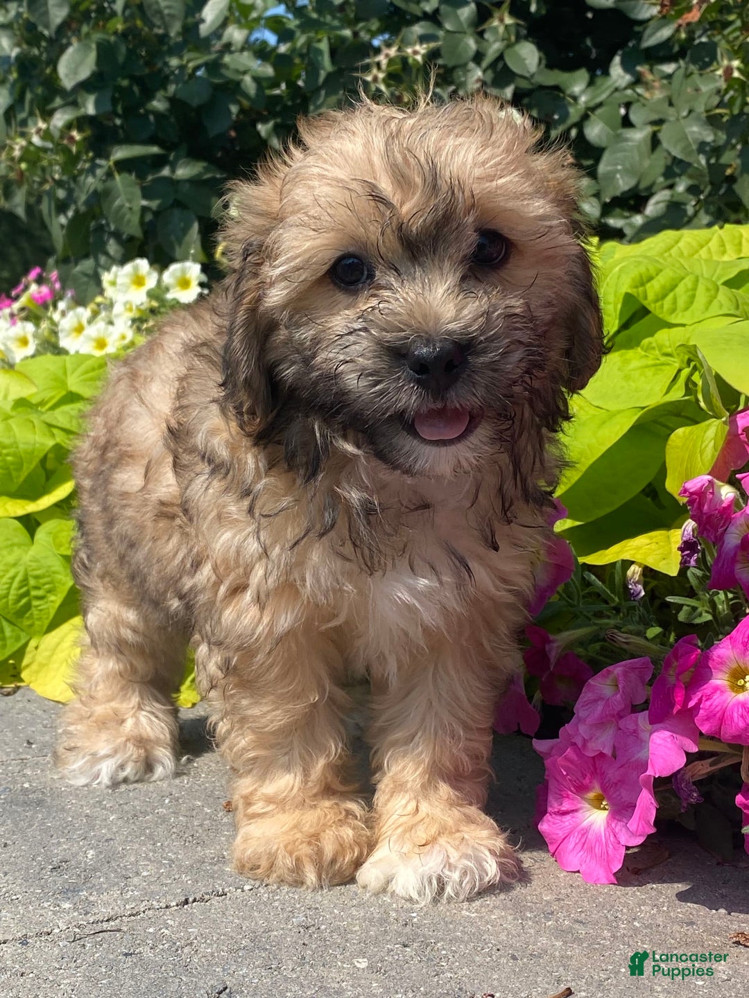 Lhasapoo dogs for sale: Jasper - Image 4